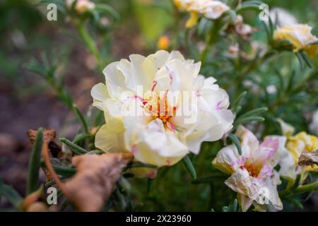 Blume mit weißen Blütenblättern der Art portulaca grandiflora Stockfoto