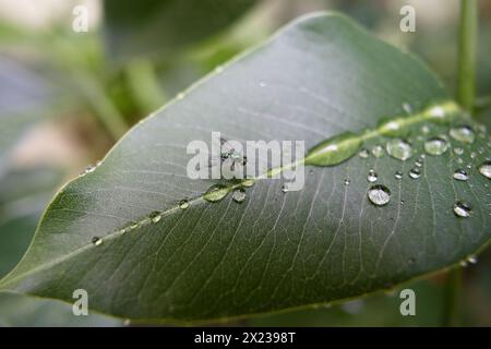 Kleine Fliege der Art condylostylus mundus Stockfoto