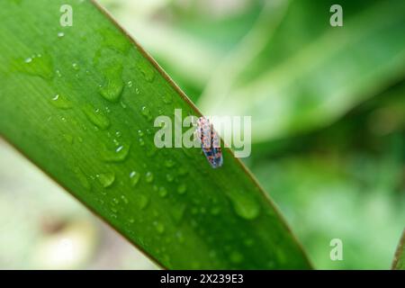 Kleines Insekt der Art Oncometopia orbona Stockfoto