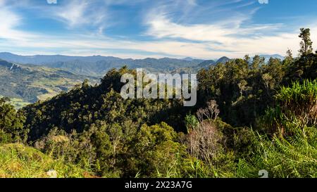 Bergregenwald, östliche Highlands, Papua-Neuguinea Stockfoto