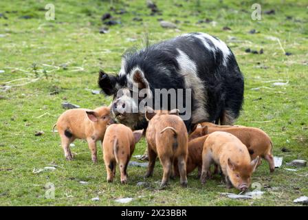 Schwarz-weiß gefleckte Kunekune seltene Rasse Schwein mit Kunekune Kreuzferkeln in feild in Schottland Stockfoto