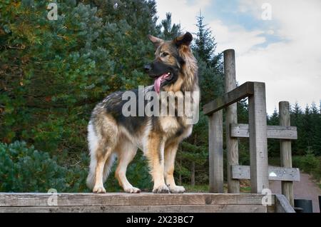 Wunderschöner langhaariger Deutscher Schäferhund, geduldig auf einer Holzbrücke auf einem Waldweg in Schottland, mit der Zunge herabhängend Stockfoto