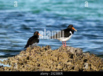 Austernfänger in Balnakeil Bay, Durness, Sutherland in Schottland Stockfoto