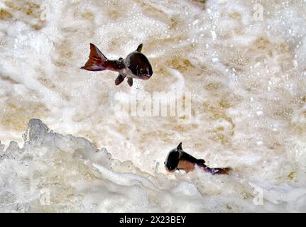 Wildlachs aufspringend Black Linn Wasserfall, Fluss Braan in der Eremitage, Dunkeld, Perthshire Schottland im Herbst Stockfoto