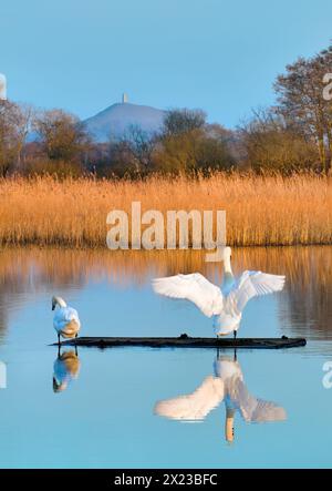 Glastonbury Tor von der Schinkenmauer, Somerset mit Schwanen im Vordergrund, aufgenommen in der goldenen Stunde Stockfoto