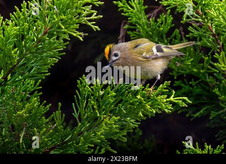 Goldcrest, oder Golden gekröntes Königskreis im Koniferbaum Stockfoto