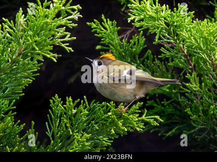 Goldcrest, oder Golden gekröntes Königskreis im Koniferbaum Stockfoto