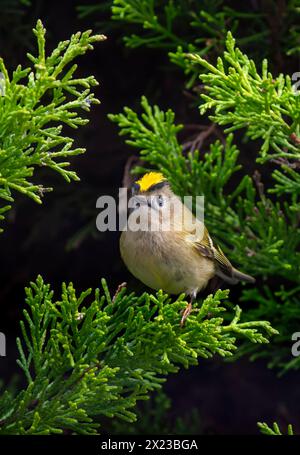 Goldcrest, oder Golden gekröntes Königskreis im Koniferbaum Stockfoto