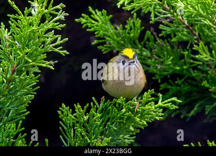 Goldcrest, oder Golden gekröntes Königskreis im Koniferbaum Stockfoto