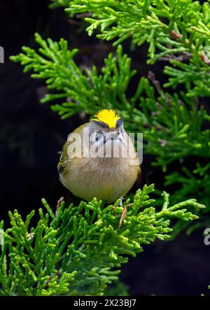 Goldcrest, oder Golden gekröntes Königskreis im Koniferbaum Stockfoto