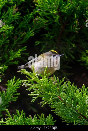 Goldcrest, oder Golden gekröntes Königskreis im Koniferbaum Stockfoto