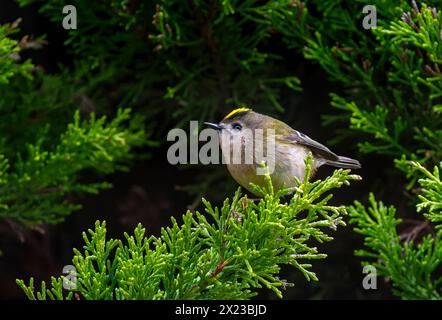 Goldcrest, oder Golden gekröntes Königskreis im Koniferbaum Stockfoto