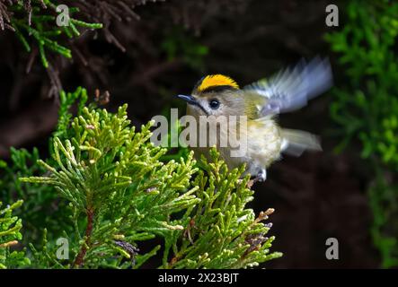 Goldcrest oder Golden gekröntes Kinglet, das zum Koniferbaum fliegt, um zu landen Stockfoto