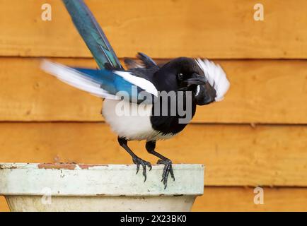 Elster-Fütterung im Garten Stockfoto