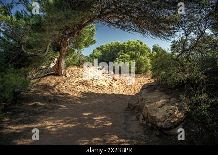 Pfad durch Kiefernwald zur Meeresbucht „Cala Pilar“, Menorca, Balearen, Spanien, Europa Stockfoto