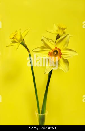 Drei Narzissen in Vase auf gelbem Hintergrund Stockfoto