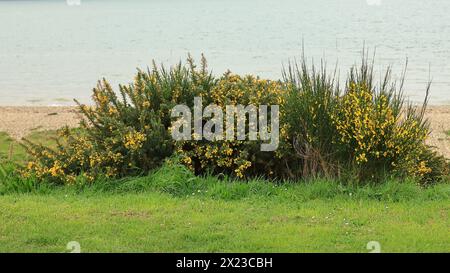 Weitwinkelblick auf einen Ginsterstrauch, der am Meer wächst. Grünes Laub und gelbe Blüten. Stockfoto