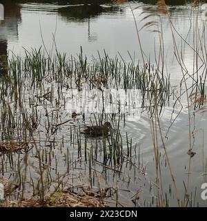 Eine weibliche Stockente schwimmt zwischen dem Schilf auf einem See, mit sanften Kräuseln um sie herum. Stockfoto