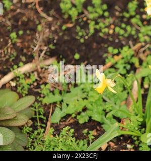 Ein einstiger gelber Narzissen in voller Blüte. Hintergrund von Blättern und Laub verschwimmen. Stockfoto