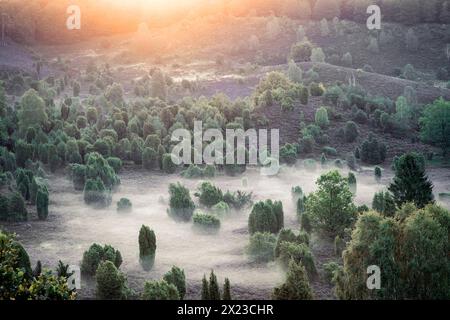 Der Totengrund in der Lüneburger Heide im Nebel bei Sonnenaufgang, Wilsede, Niedersachsen, Deutschland, Europa Stockfoto