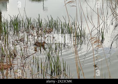 Lee-on-the-Solent, Gosport, Hampshire, England. 1. April 2024. Eine einzelne Stockente (weiblich) schwimmt zwischen Schilf am Elmore Lake. Bewölkt, wellig. Stockfoto