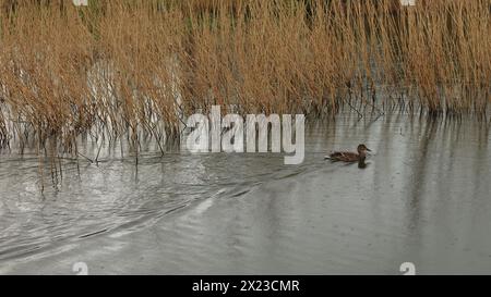 Lee-on-the-Solent, Gosport, Hampshire, England. 1. April 2024. Weitwinkelansicht einer weiblichen Stockenten, die neben Schilf am Elmore Lake schwimmt, ein Fluss aus Kräuseln in ihrer Spur. Stockfoto