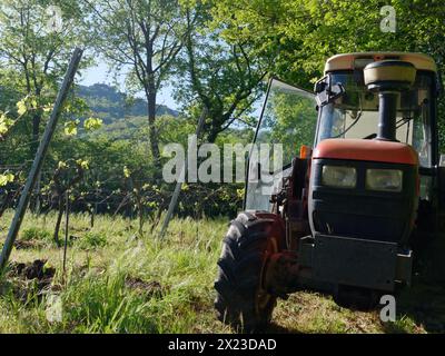 Traktor in einem Weinberg in Montefiascone, mit Blick in Richtung Rocca dei Papi (Papstfelsen) auf dem Hügel Italiens. April 2024 Stockfoto