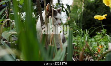 Eine schwarz-weiße Katze in einem natürlichen Garten, meditiert. Stockfoto