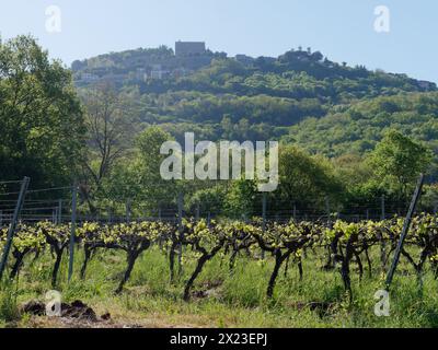 Weinberg in Montefiascone mit Blick in Richtung Rocca dei Papi (Papstfelsen) auf dem Hügel Italiens. April 2024 Stockfoto