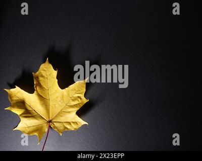 Bunte Herbstblätter auf schwarzem Hintergrund Stockfoto