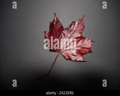 Bunte Herbstblätter auf schwarzem Hintergrund Stockfoto