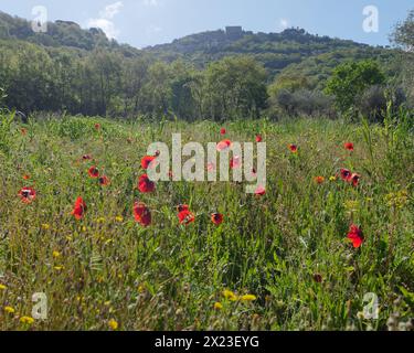 Mohnwiese in Montefiascone, mit Blick in Richtung Rocca dei Papi (Papstfelsen) auf dem Hügel Italiens. April 2024 Stockfoto