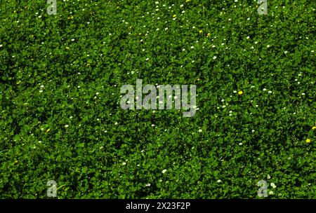 Ein Feld mit grünem Gras und blühenden kleinen hellen Blumen und Löwenzahn, ein Rasen im Frühjahr. Hintergrund. Textur. Horizontal. Stockfoto