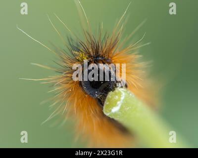 Nahaufnahme des Kopfes einer silberfleckigen tigermottenraupe, Lophocampa argentata, mit Pollenkörnern besprenkelt, die an einem Pflanzenstamm kaut Stockfoto