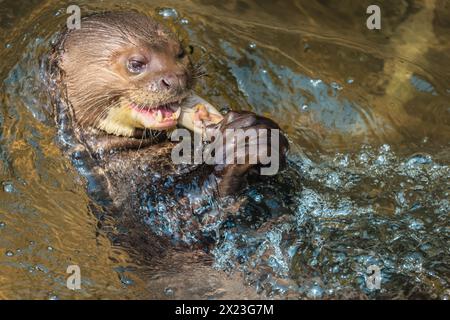 Riesenotter (Pteronura brasiliensis), verspielter Erwachsener, der Fische im Wasser isst, schwimmt, gefangen gehalten Stockfoto