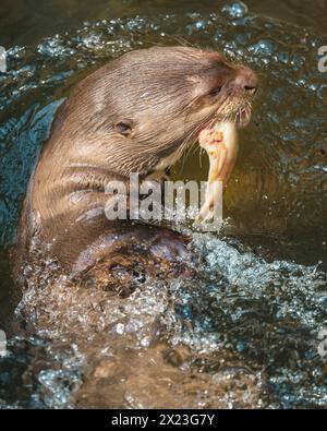 Riesenotter (Pteronura brasiliensis), verspielter Erwachsener, in Gefangenschaft Stockfoto