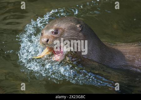 Riesenotter (Pteronura brasiliensis), verspielter Erwachsener, in Gefangenschaft Stockfoto