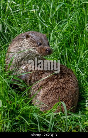 Eurasischer Otter / Europäischer Otter (Lutra lutra), der auf einer Wiese am Flussufer ruht Stockfoto