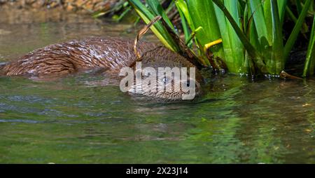 Eurasischer Otter / Europäischer Flussotter (Lutra lutra), der Wasservögel / Wasservögel entlang des Flussufers / Ufers verfolgt Stockfoto