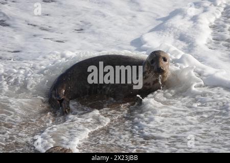 Graue Dichtung in Surf Stockfoto