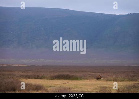 Großer männlicher Löwe im Ngorongoro-Krater Stockfoto