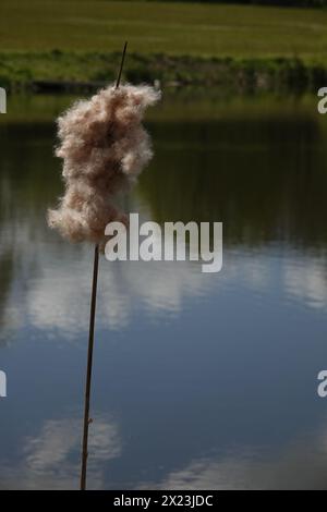 Spring UK, Bulrush Seedhead von Pond Stockfoto