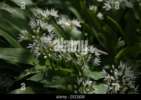 Frühling Großbritannien, Wild Knoblauch in Flower Stockfoto