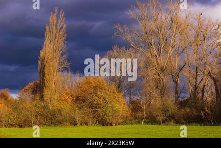 Bunte Lichtstimmung bei Sonnenschein mit Herbstfarben und dramatischen dunklen Wolken, Gernsheim, Deutschland Stockfoto