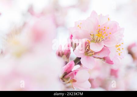 Mandelblüte in Gimmeldingen - Neustadt an der Weinstraße, Rheinland-Pfalz, Deutschland Stockfoto