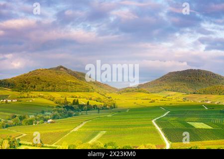 Blick von der Kleinen Kalmit über den Weinberg in den Pfälzerwald, Ilbesheim, Rheinland-Pfalz, Deutschland Stockfoto