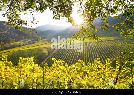 Abendsonne in den Weinbergen vor dem Pfälzerwald, Birkweiler, Rheinland-Pfalz, Deutschland Stockfoto