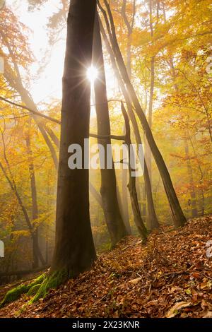 Herbstsonne im Pfälzerwald, Neustadt an der Weinstraße, Rheinland-Pfalz, Deutschland Stockfoto