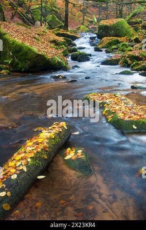 Die Moosalbe im Karlstal bei Trippstadt im Herbst, Rheinland-Pfalz Stockfoto