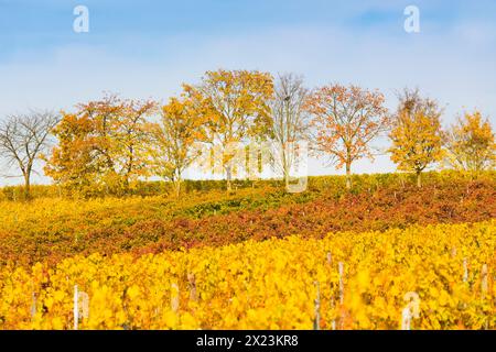 Herbst in den Weinbergen bei Bad Dürkheim, Rheinland-Pfalz, Deutschland Stockfoto